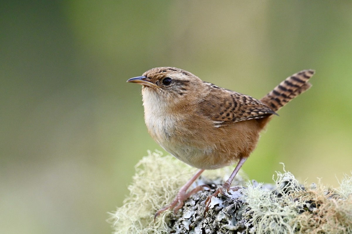 Травяной крапивник - ML646740797