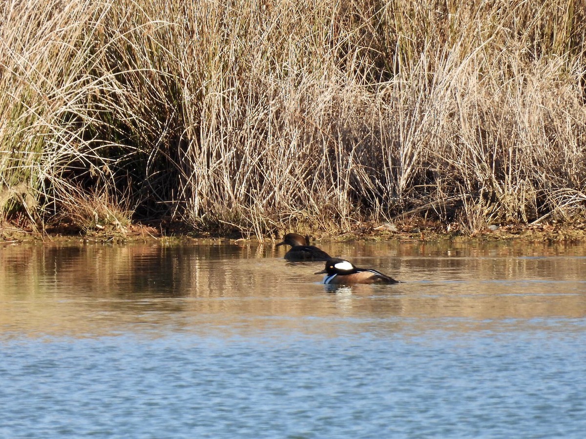 Hooded Merganser - ML646740798