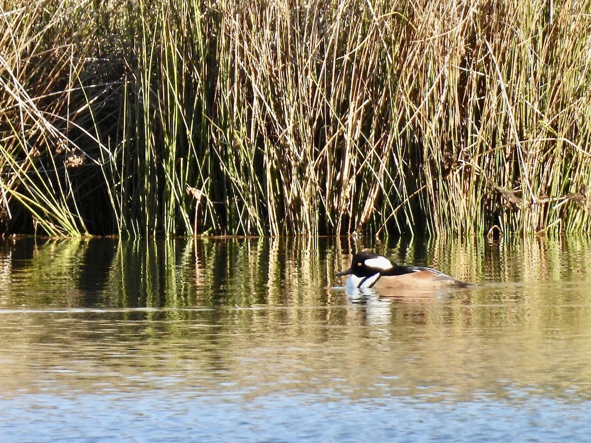 Hooded Merganser - ML646740799