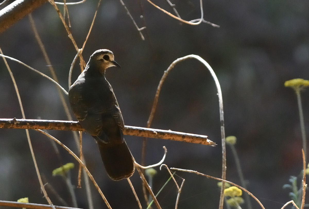 Tambourine Dove - ML646740801