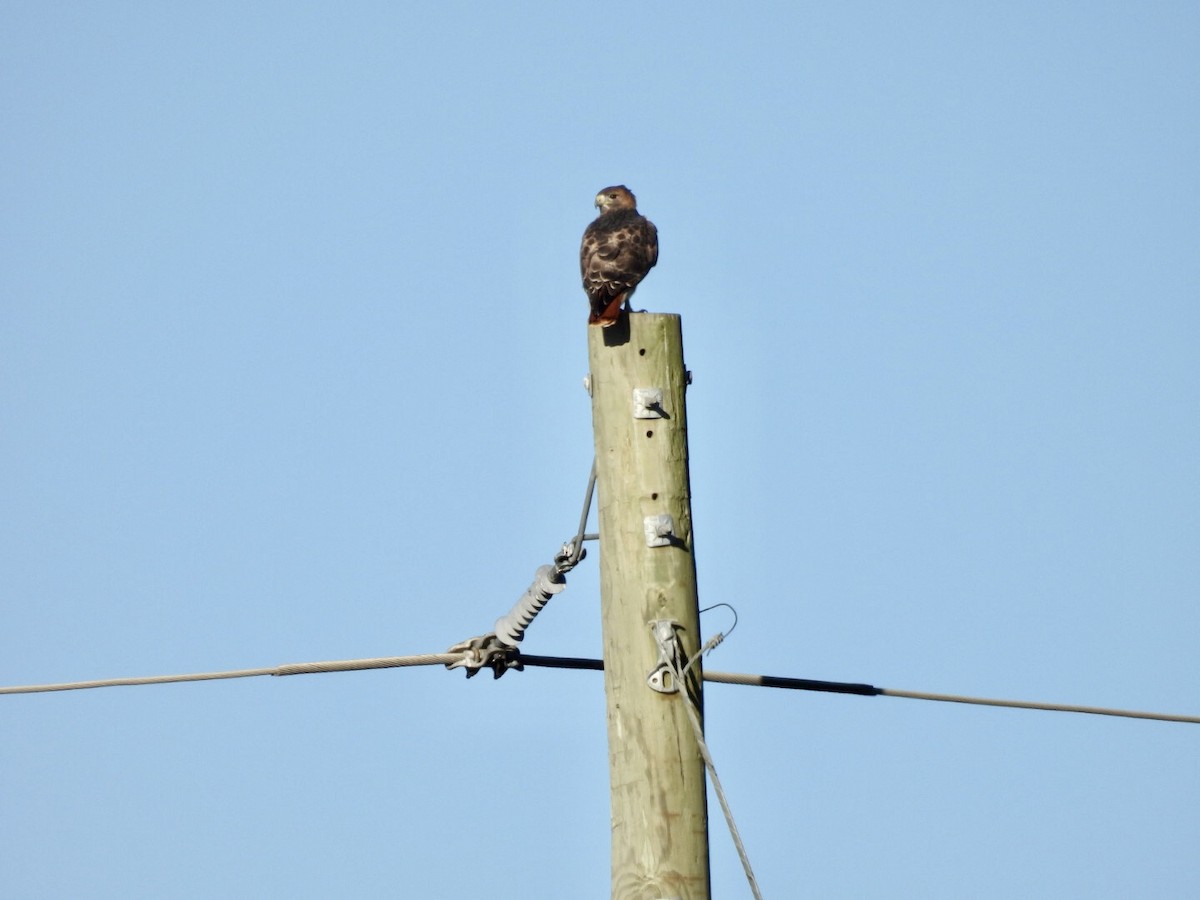 Red-tailed Hawk - ML646740805