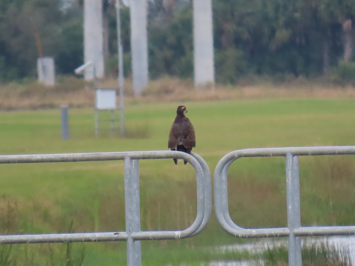 Snail Kite - ML646740806