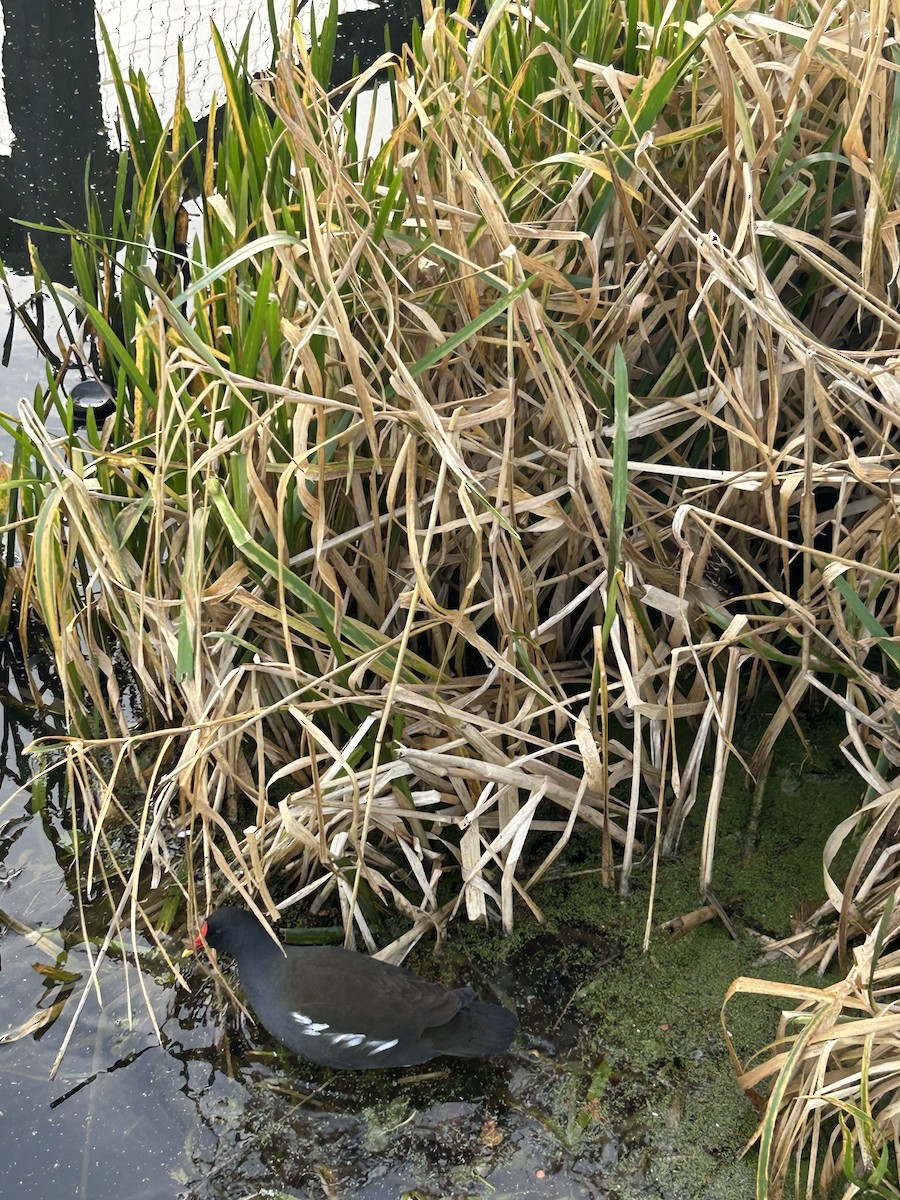 バン - ML646740808