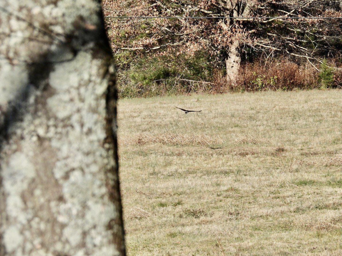 Northern Harrier - ML646740809