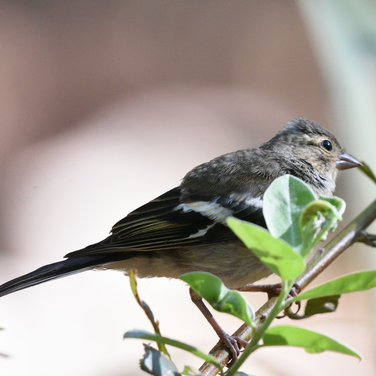 Common Chaffinch - ML646740812
