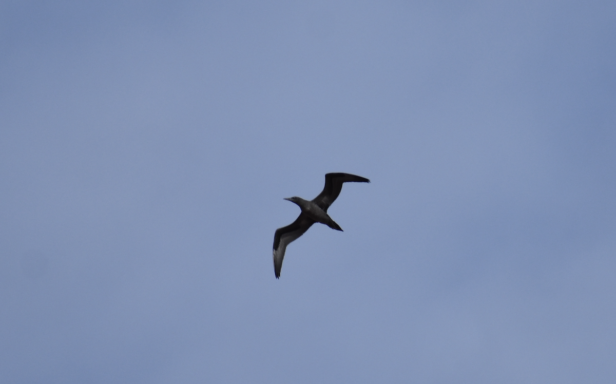 Northern Gannet - ML646740814