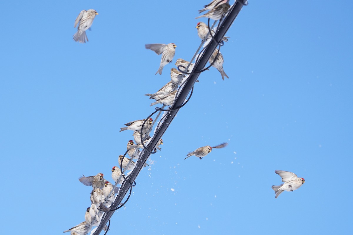 普通朱頂雀(flammea/rostrata/islandica) - ML646740819