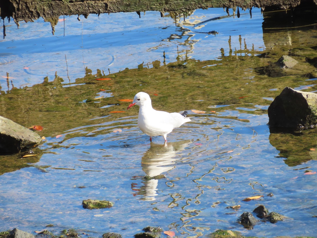 Antxeta mokogorria - ML646740820