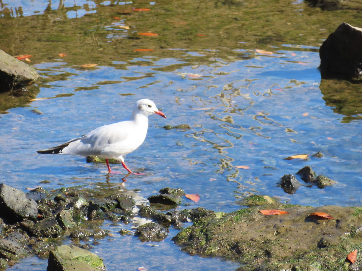 Antxeta mokogorria - ML646740821