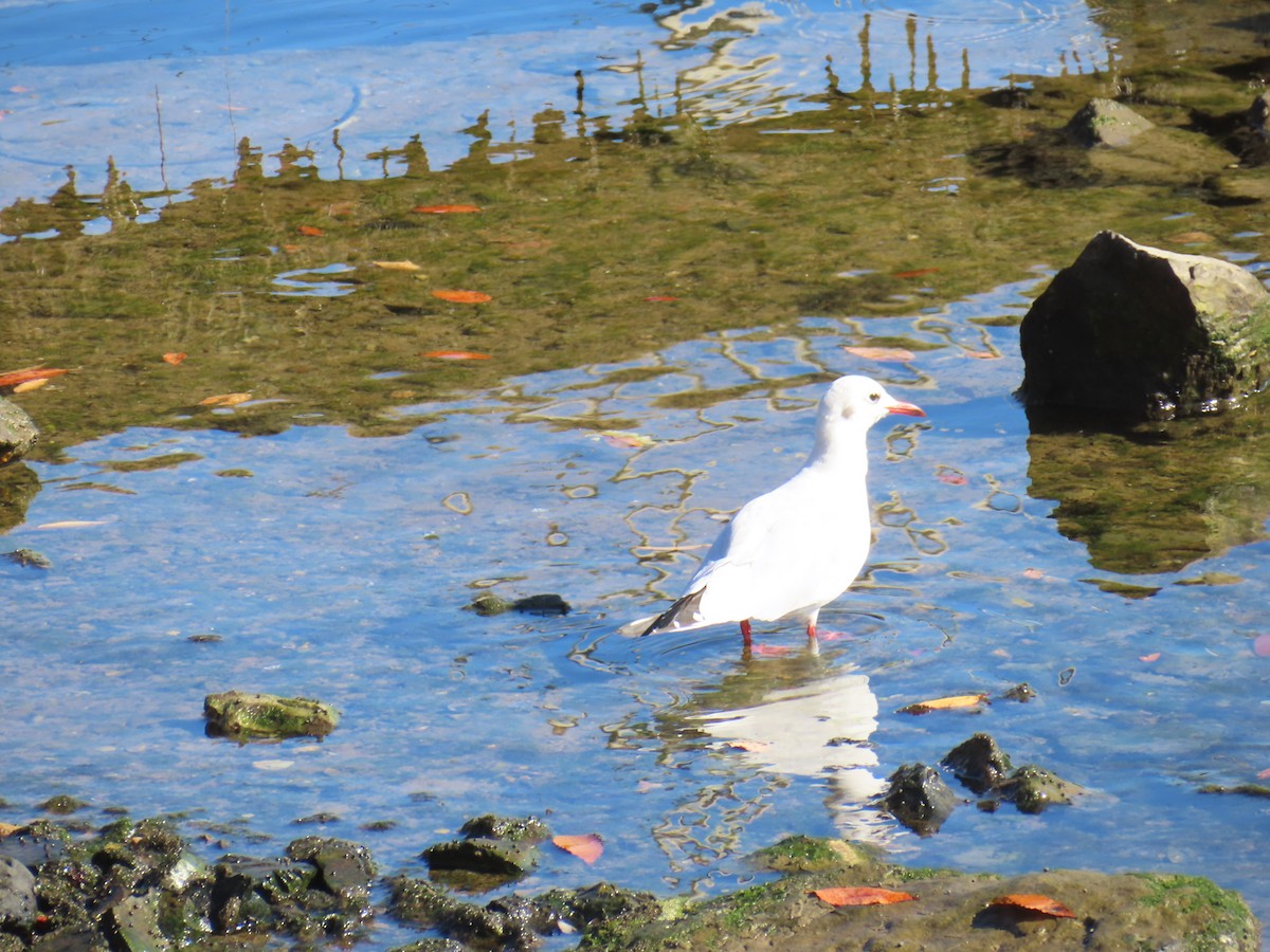 Antxeta mokogorria - ML646740822