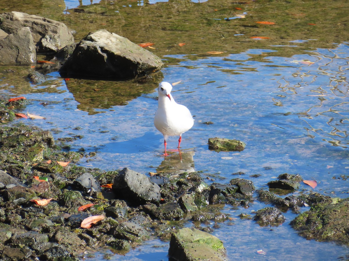 Antxeta mokogorria - ML646740823