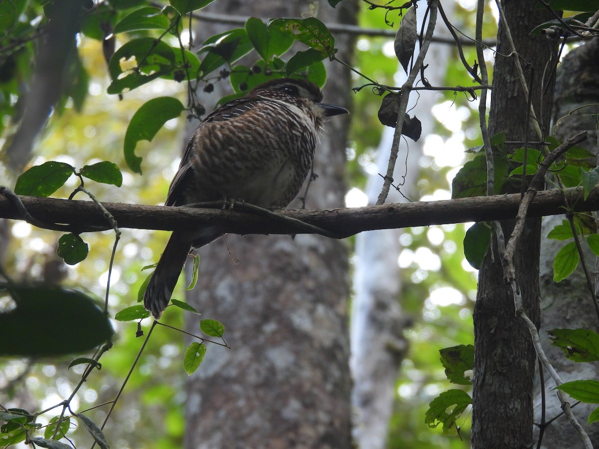 Коротконогая земляная ракша - ML646740828