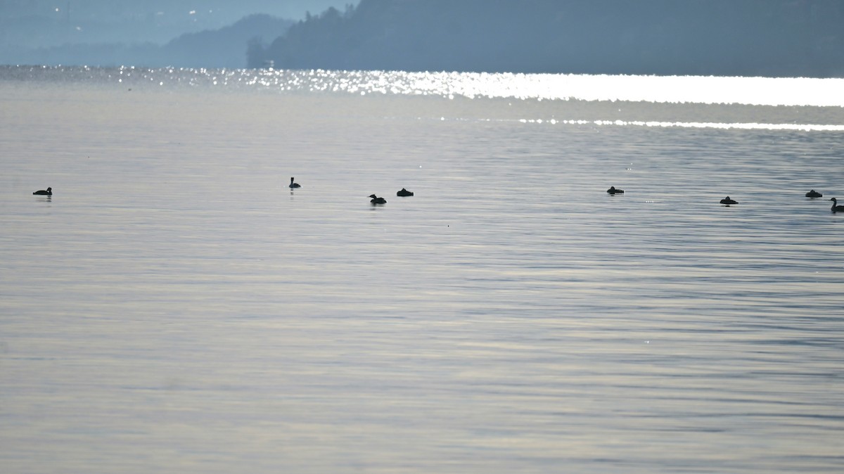 Grèbe huppé - ML646740830