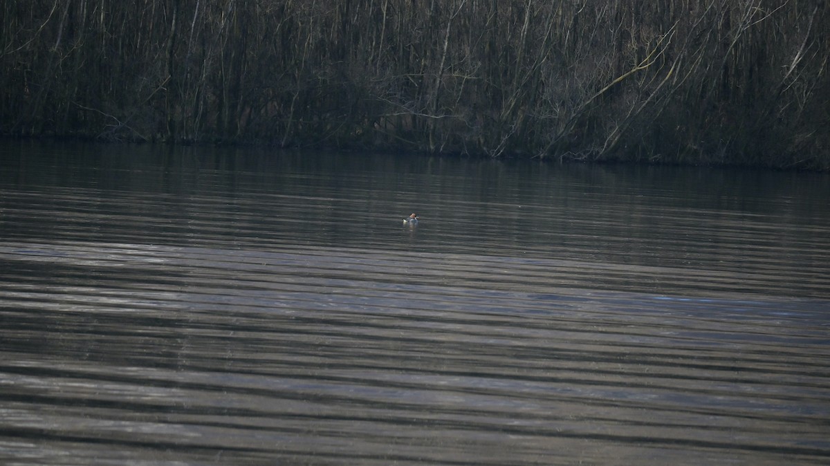 Grand Harle - ML646740831