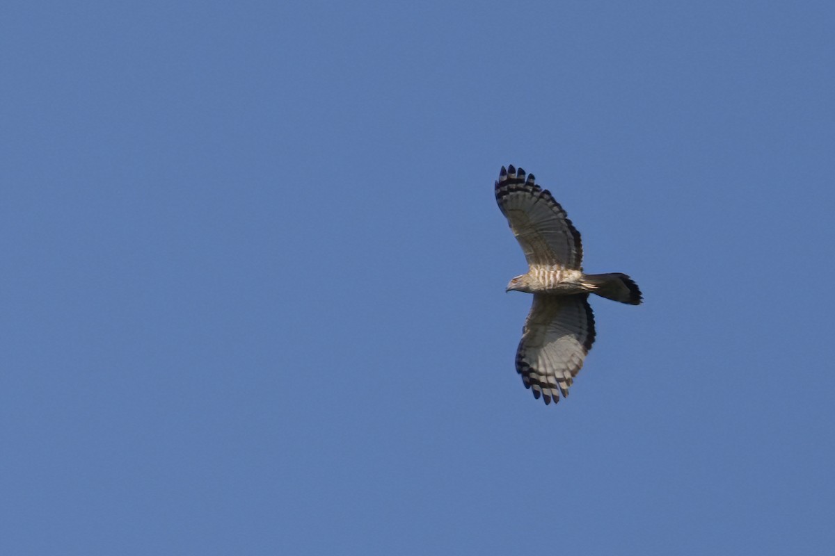 Азиатская база - ML646740833