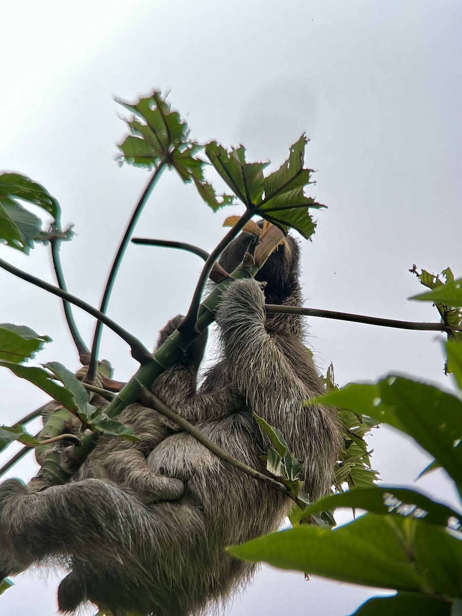 Brown-throated Three-toed Sloth - ML646740834