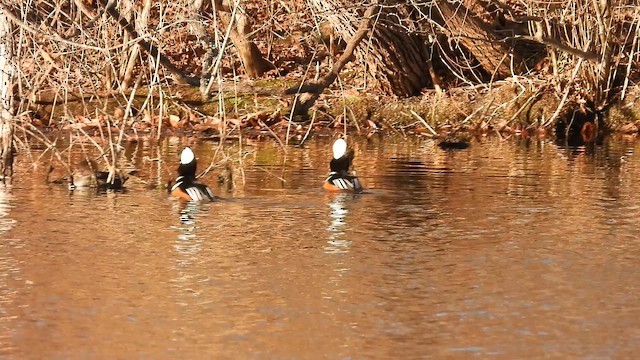 מרגון מקושט - ML646740835
