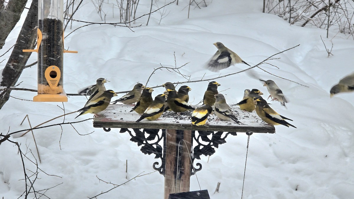 Sarı Kaşlı Kocabaş - ML646740836