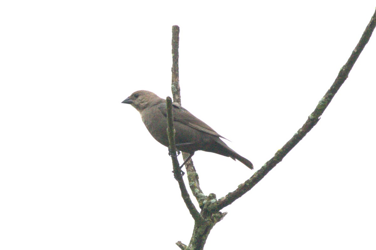 Tordo Cabecipardo - ML646740841