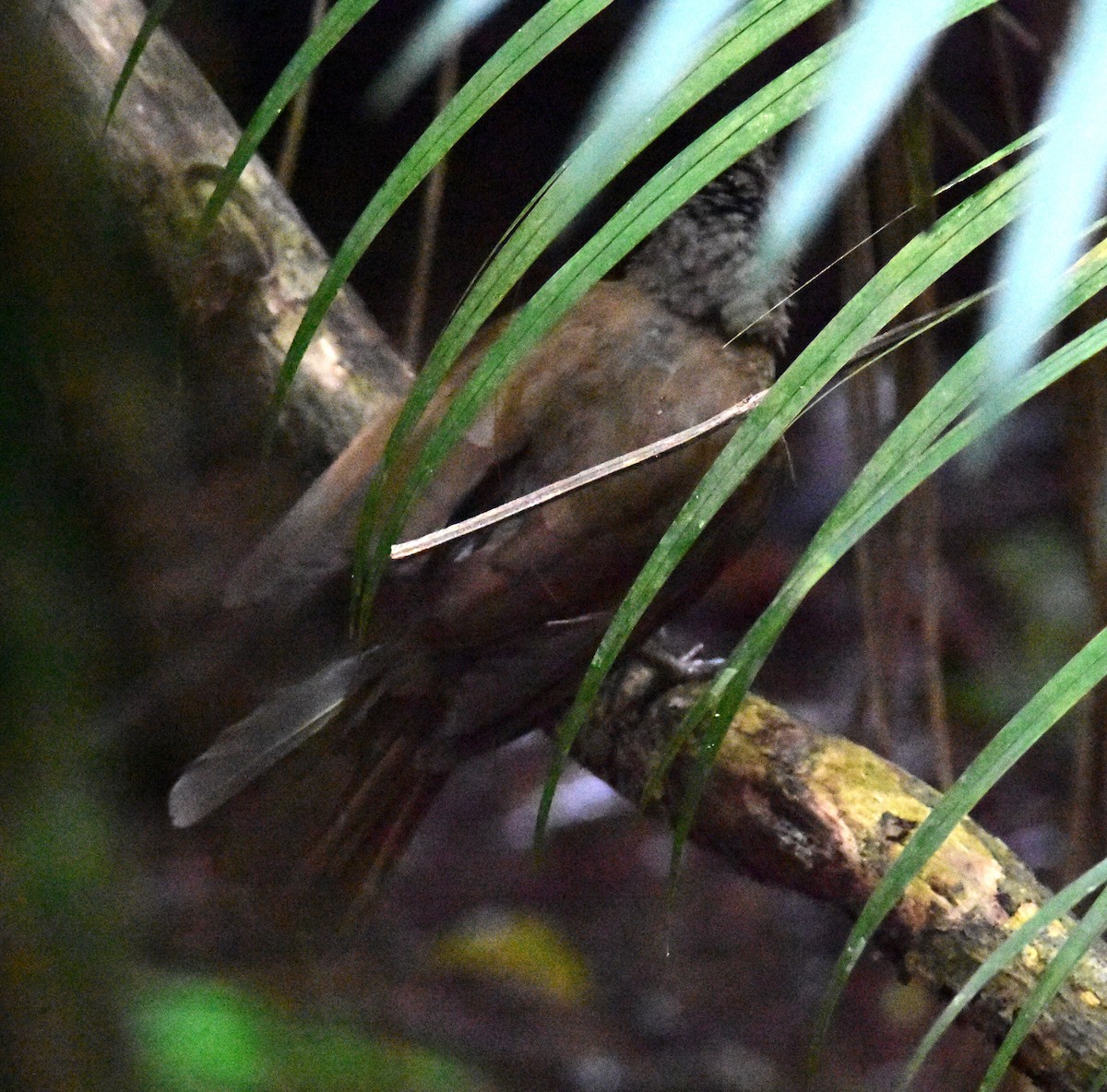 ムネアカヤブクグリ - ML646740842