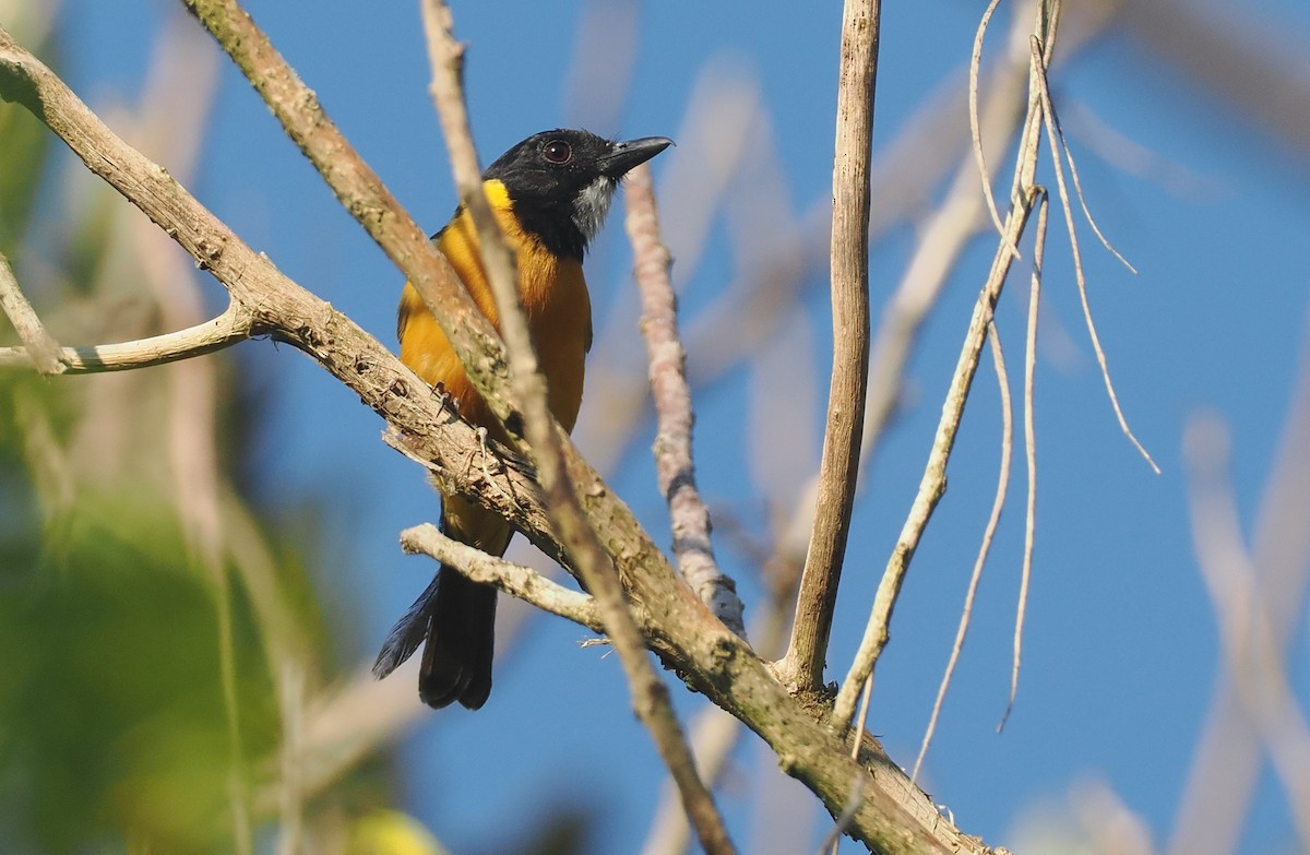 Silbador Calíope (Sumba) - ML646740853