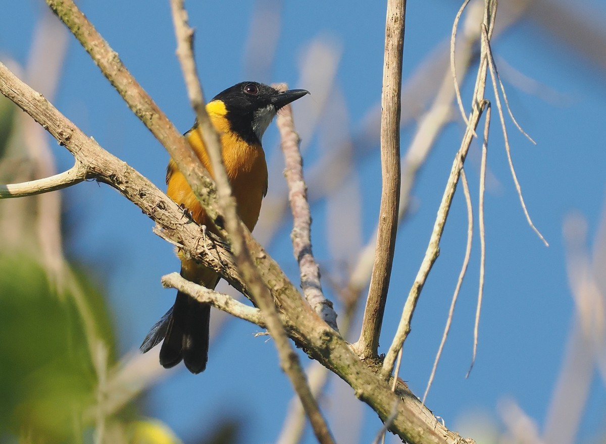 Silbador Calíope (Sumba) - ML646740880