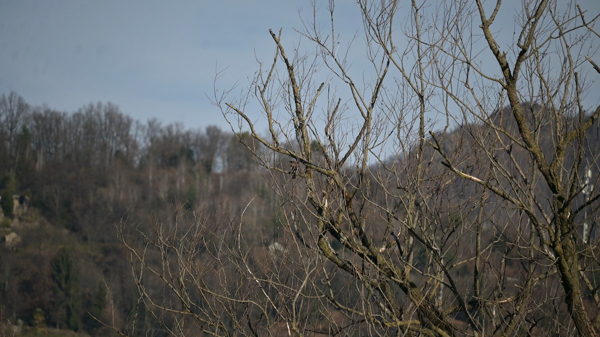 Geai des chênes - ML646740882