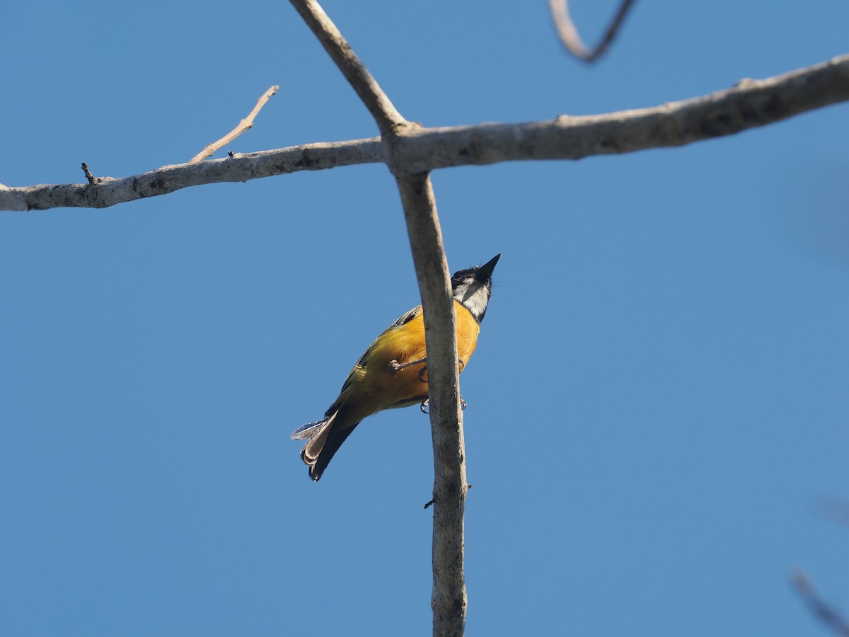 Silbador Calíope (Sumba) - ML646740884