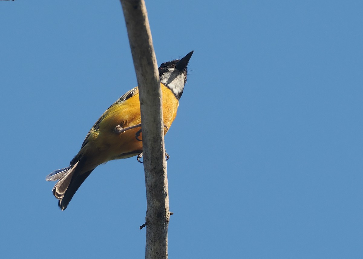 Silbador Calíope (Sumba) - ML646740885