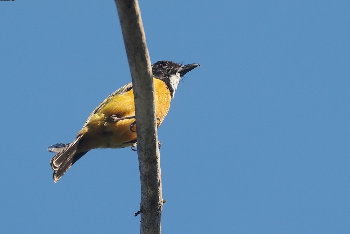 Silbador Calíope (Sumba) - ML646740886