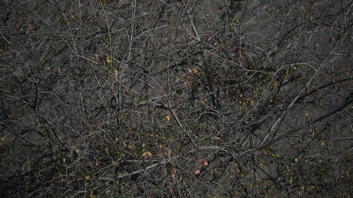 Pouillot véloce - ML646740887