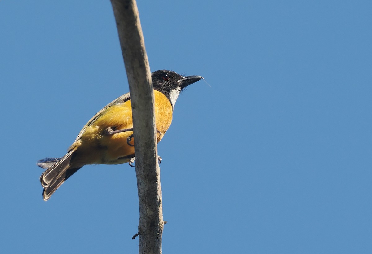 Silbador Calíope (Sumba) - ML646740888