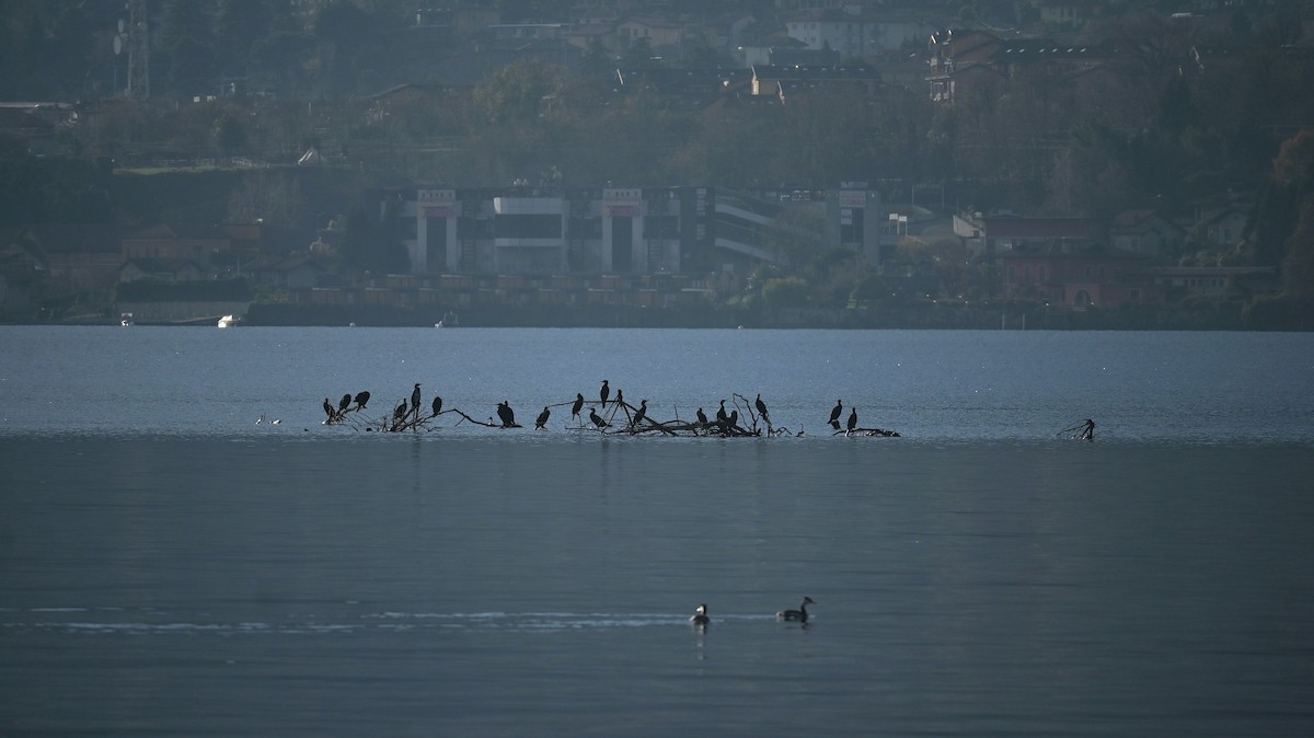 Grand Cormoran - ML646740889