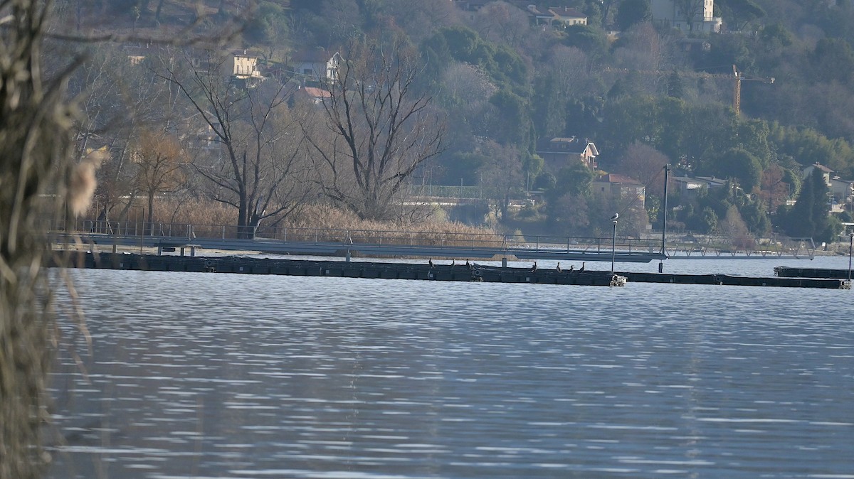 Grand Cormoran - ML646740890