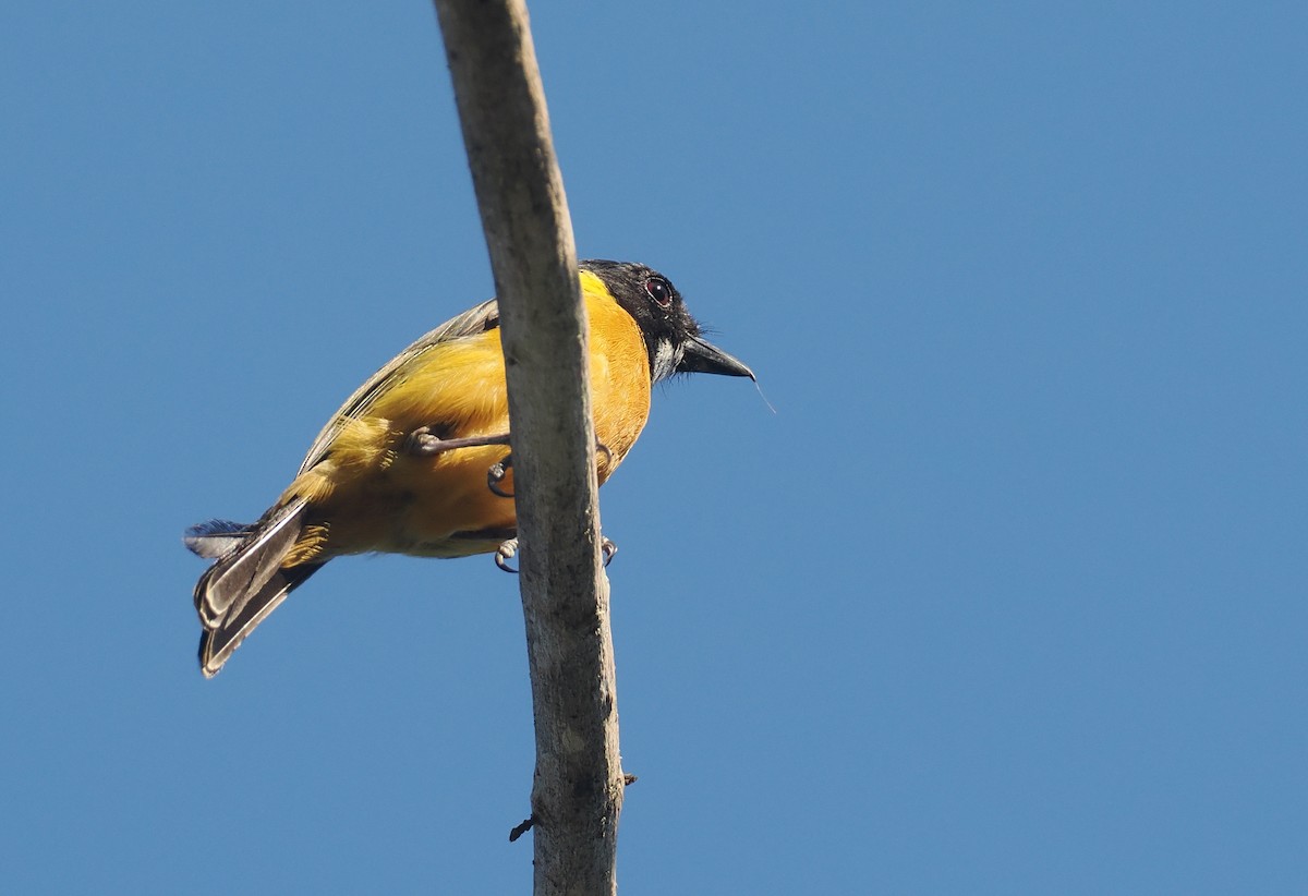 Silbador Calíope (Sumba) - ML646740895