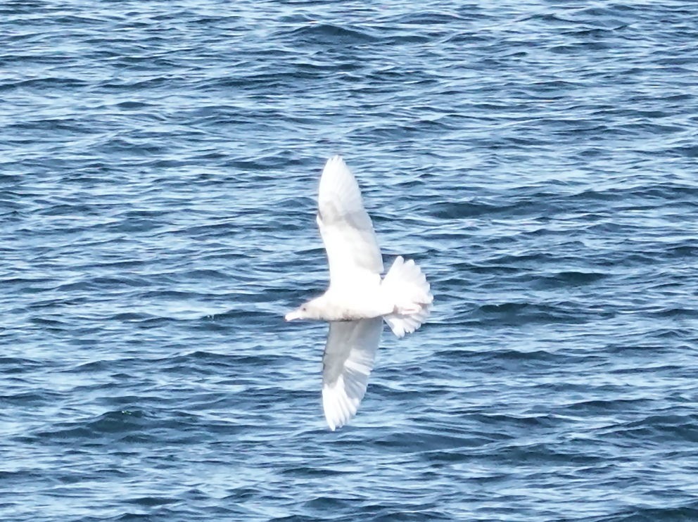 Ipar-kaioa - ML646740897