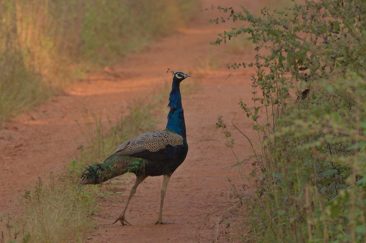 Indian Peafowl - ML646740898