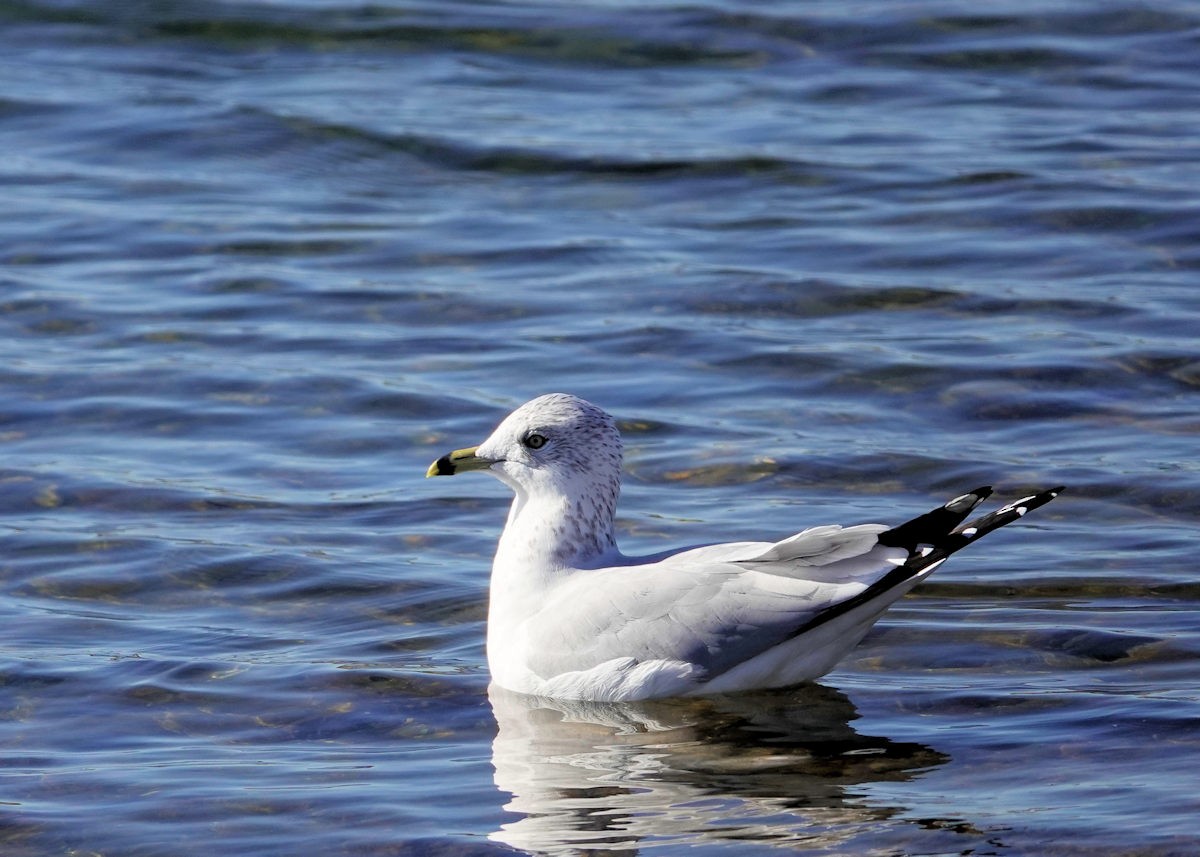 Ring-billed Gull - ML646740901