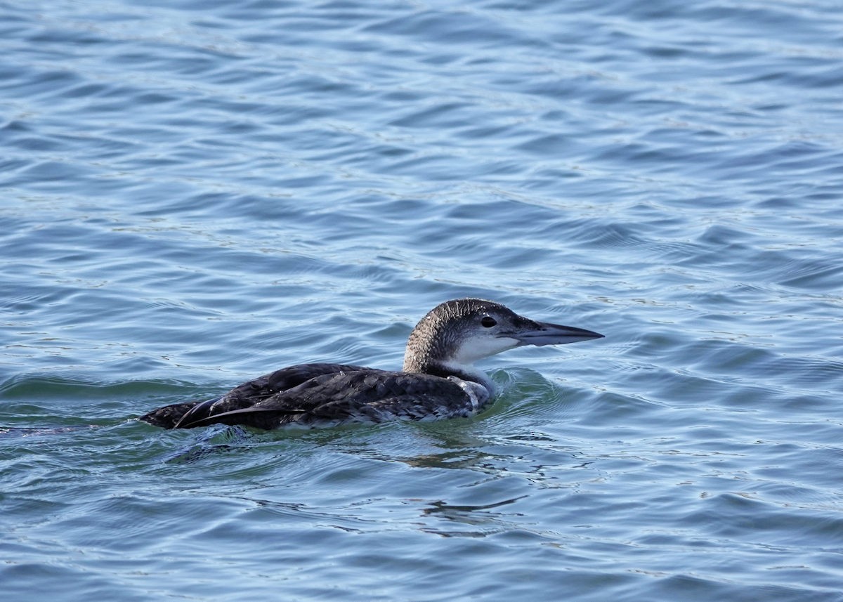 Common Loon - ML646740904