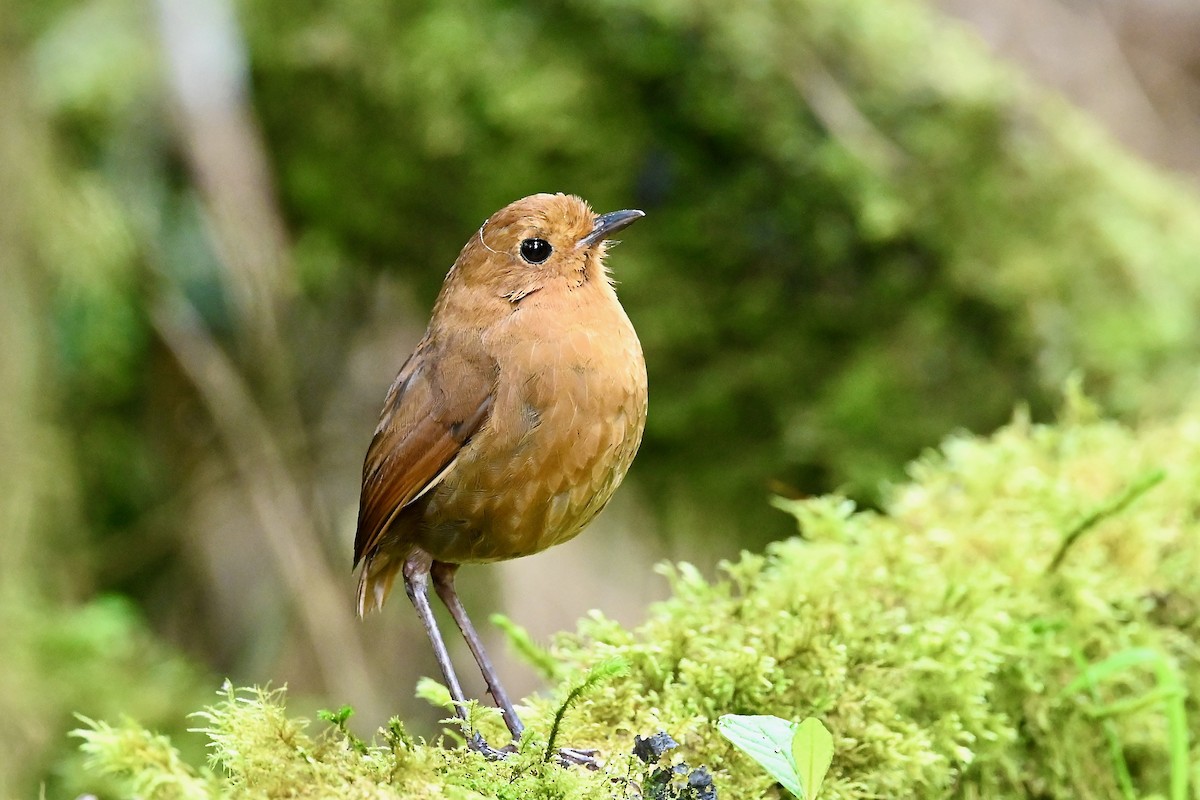 Equatorial Antpitta - ML646740905