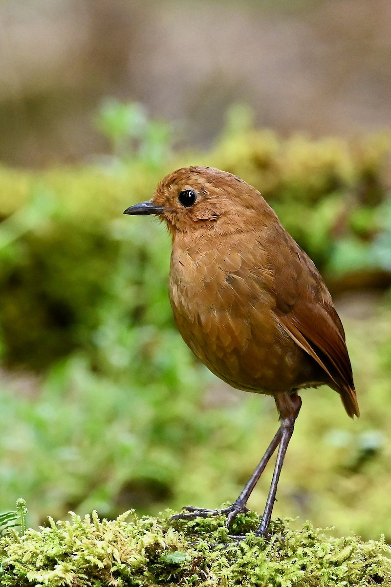 Equatorial Antpitta - ML646740906