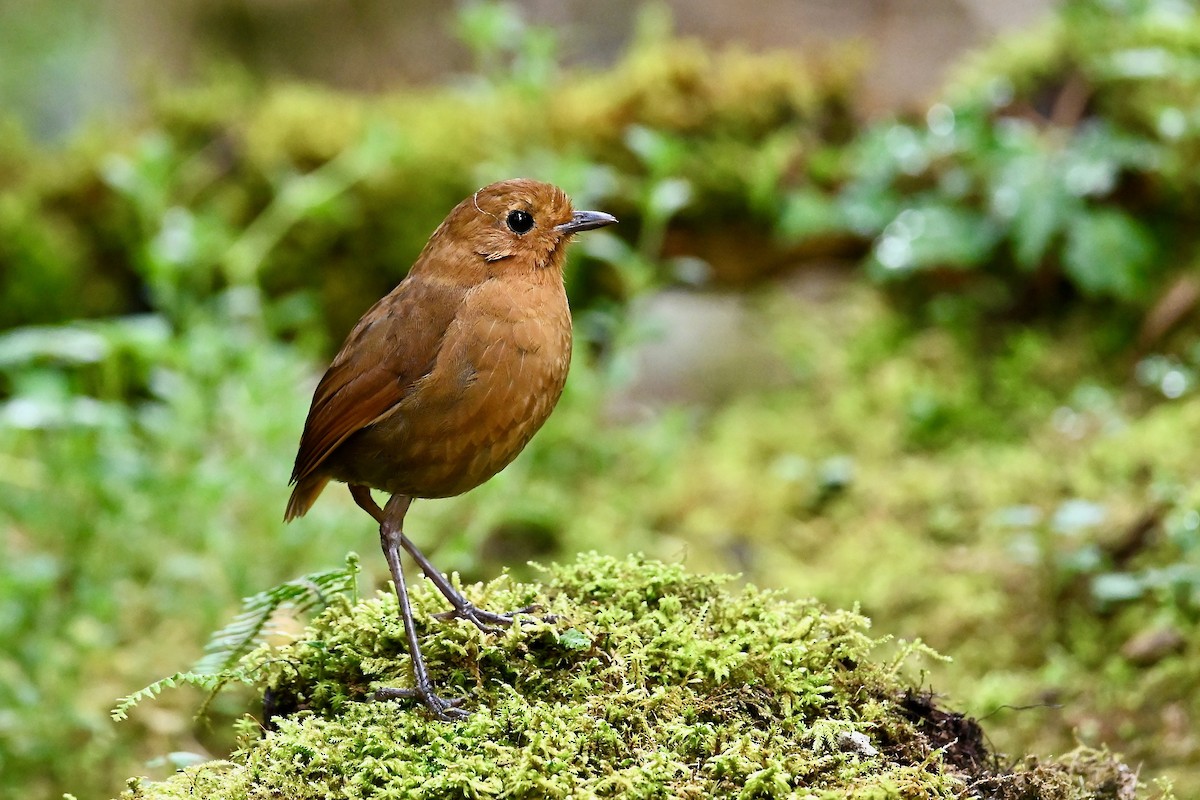 Equatorial Antpitta - ML646740907