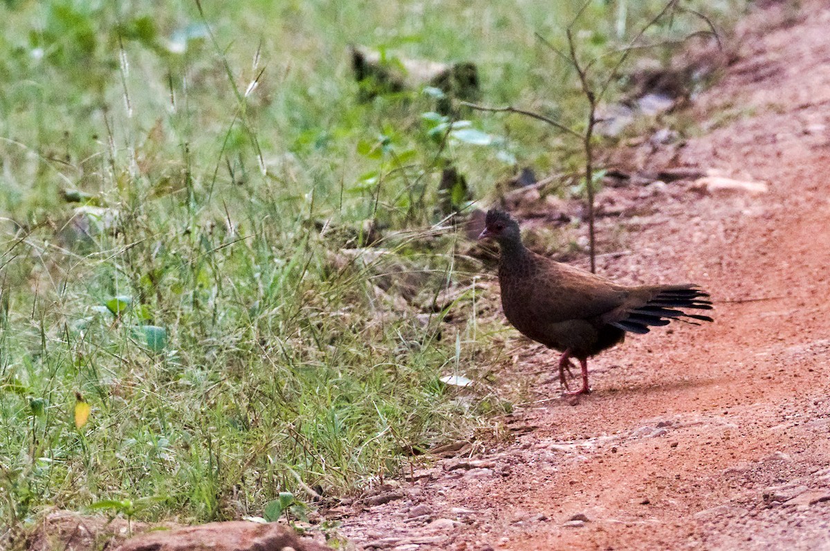 francolin/spurfowl sp. - ML646740908