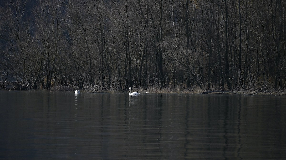 Cygne tuberculé - ML646740911