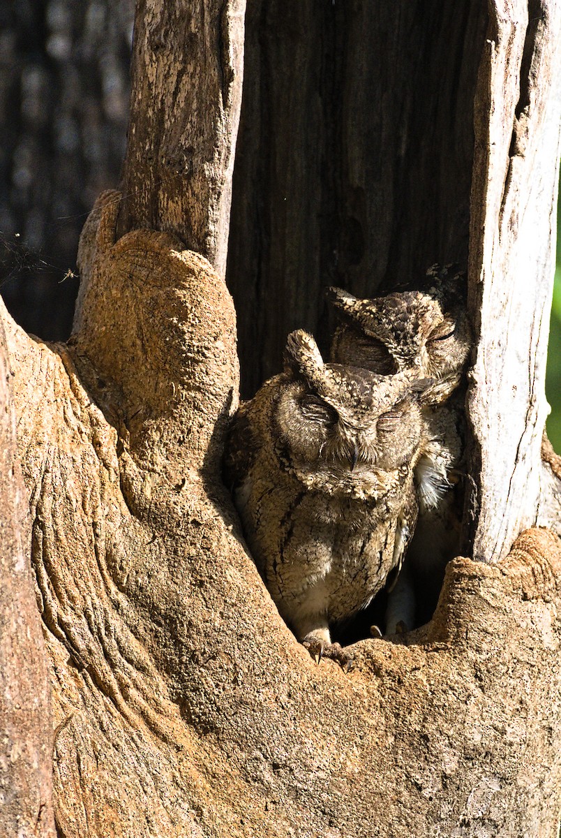 Indian Scops-Owl - ML646740915