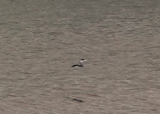 Red-necked Grebe - ML646740917