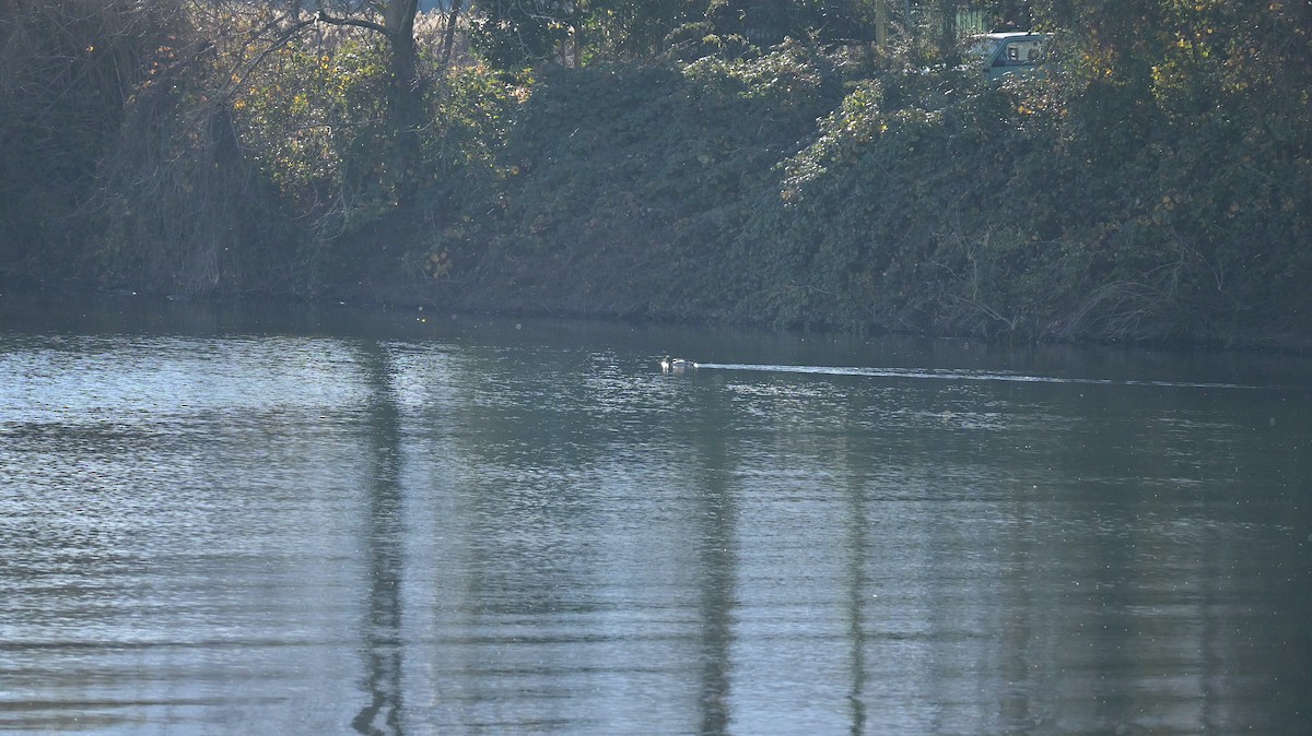 Canard colvert - ML646740918