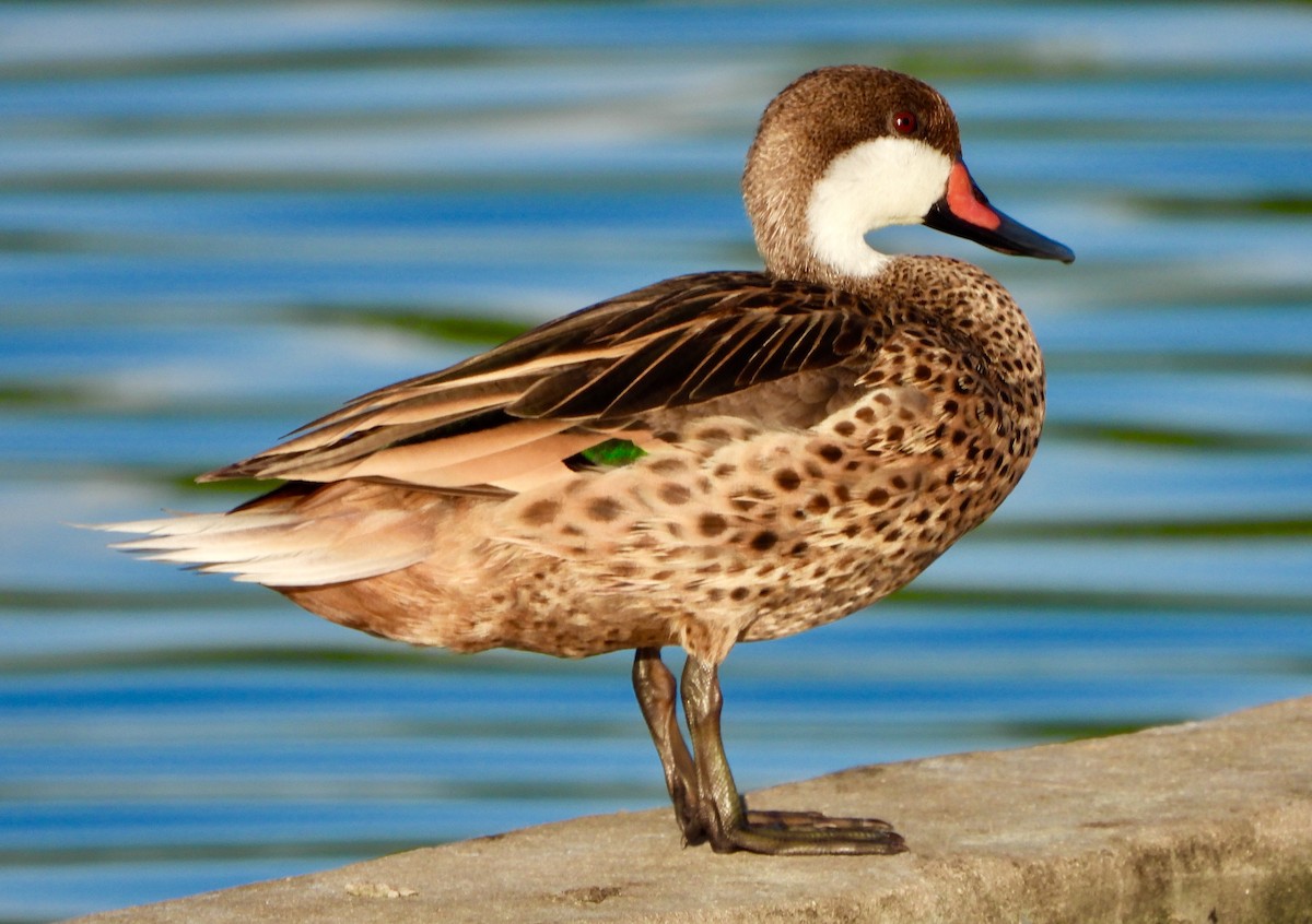 Ánade Gargantillo - ML646740919