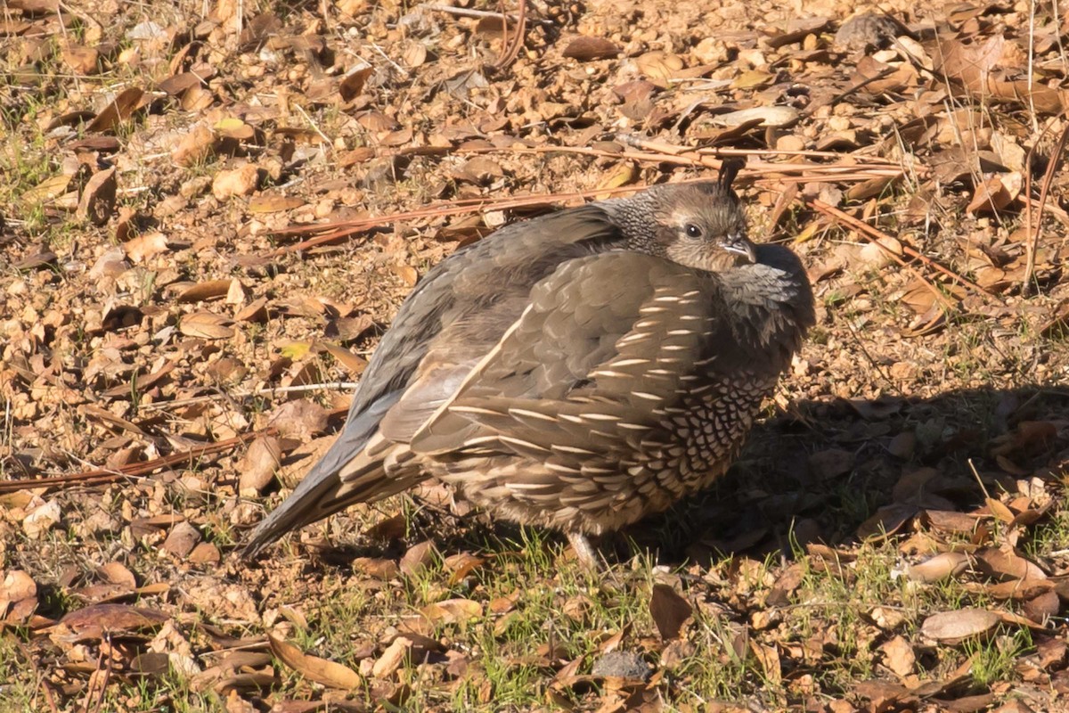 California Quail - ML646740920