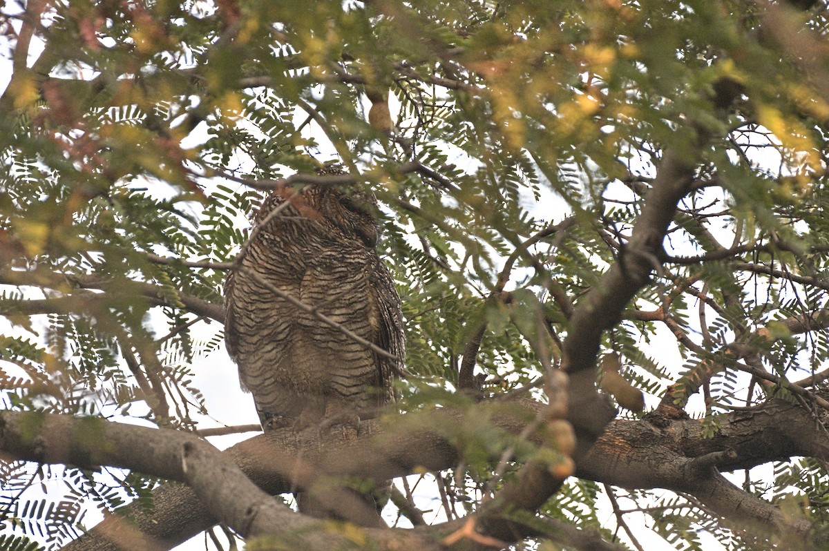 Mottled Wood-Owl - ML646740921